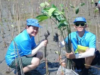 Mangrove Planting
